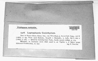 Coniothyrium fuckelii image